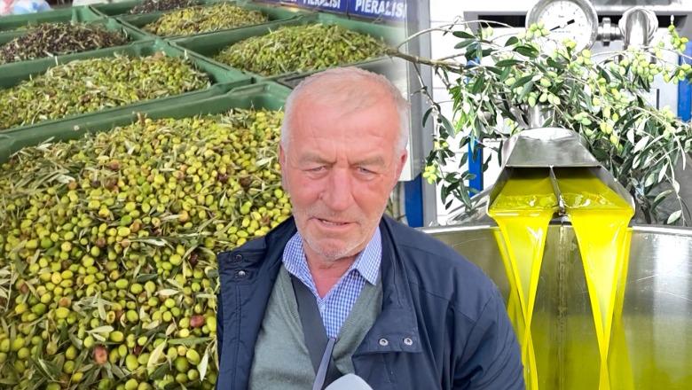 Vit i dobët për ullinjtë, përgjysmohet prodhimi duke sjellë rritjen e çmimit të vajit