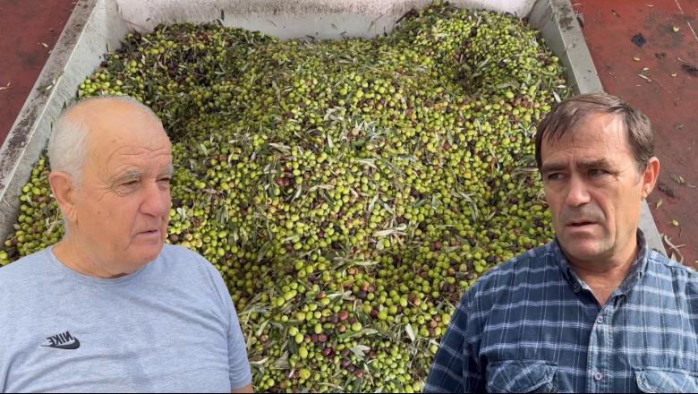 Ullinjtë në Vlorë, më pak prodhim këtë vit, por cilësi e lartë! Pronarët e fabrikave: Kemi vështirësi për shitjen e vajit