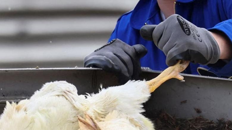 Kosova ndalon importin e shpendëve dhe produkteve të tyre nga Hungaria dhe Italia