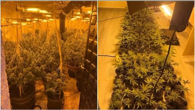 Malësi e Madhe/ Zbulohen dy ‘shtëpi’ bari në Bajzë, sekuestrohen 287 bimë dhe fidanë narkotikë! Në pranga 22-vjeçari, në kërkim i ati! Nis hetimi edhe për nënën (VIDEO)