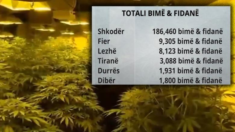 Ekskluzive/ Shkodra “strehë” e kanabisit. Kultivon 87% të totalit të zbuluar në gjithë vendin (Korça vetëm 4 fidanë)