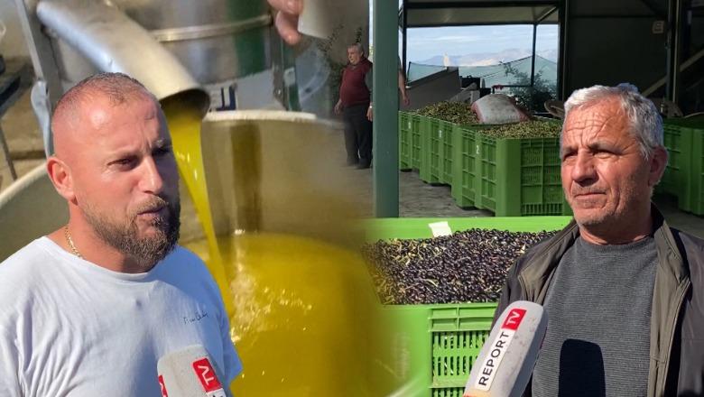 Bie prodhimi i ullinjve në Lushnjë  Vaji 700 lekë për litër  pritet rritje e çmimit