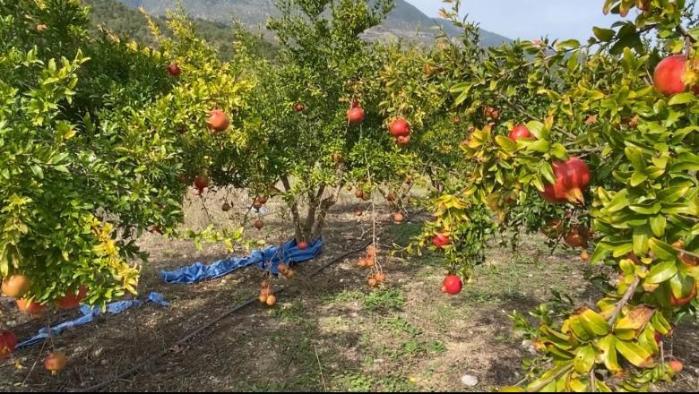 Shegët e Tepelenës dhe Gjirokastrës mbeten pa shitur, fermerët: Nuk ka treg, as subvencione nga shteti