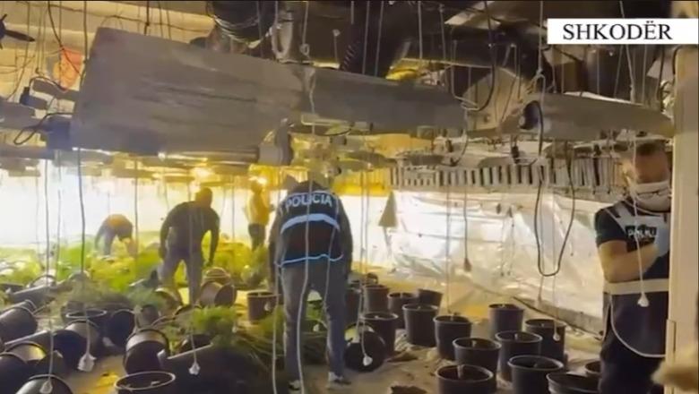 Shkodër/ Zbulohet magazina ku kultivohej drogë, 3 të arrestuar dhe 1 në kërkim! Ndalohen edhe 2 punonjës të OSHEE, nën hetim 5 të tjerë (VIDEO)