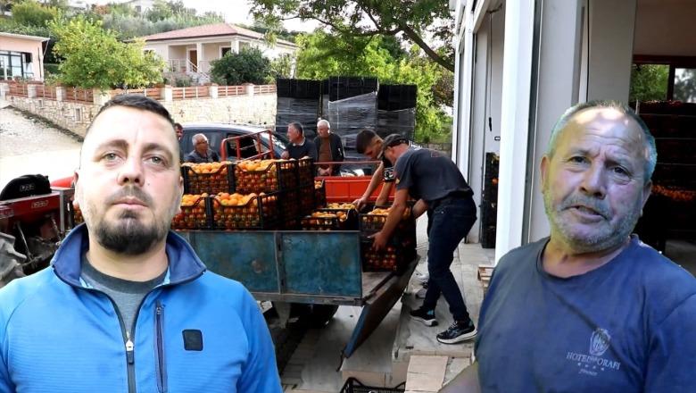 S’ka treg për mandarinat, fermerët e Dimalit drejt falimentimit: Grumbulluesit i marrin me 50 lekë/kg