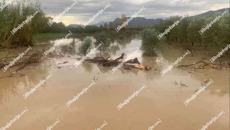 Lezhë/ Kanali i ujërave të larta në Zadrimë del nga shtrati, përmbyt disa hektarë tokë bujqësore (VIDEO)