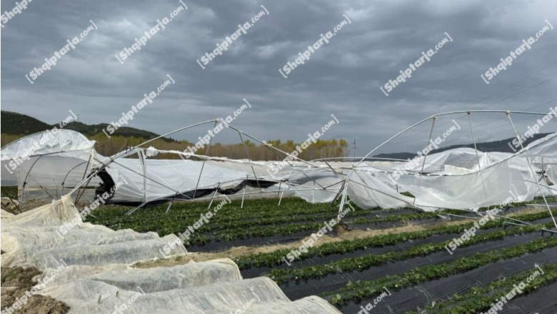 Moti i keq/ Dëmtohen 1.2 ha sera me luleshtrydhe në Cakran, fermerët bëjnë apel për ndihmë 