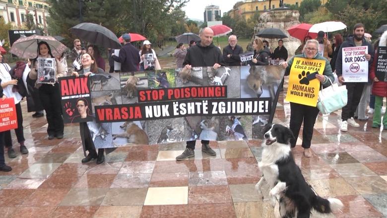 Protestë kundër helmimit të kafshëve në rrugë në Tiranë  aktivistët dhe qytetarët kërkojnë reagim nga institucionet dhe hetim të rasteve