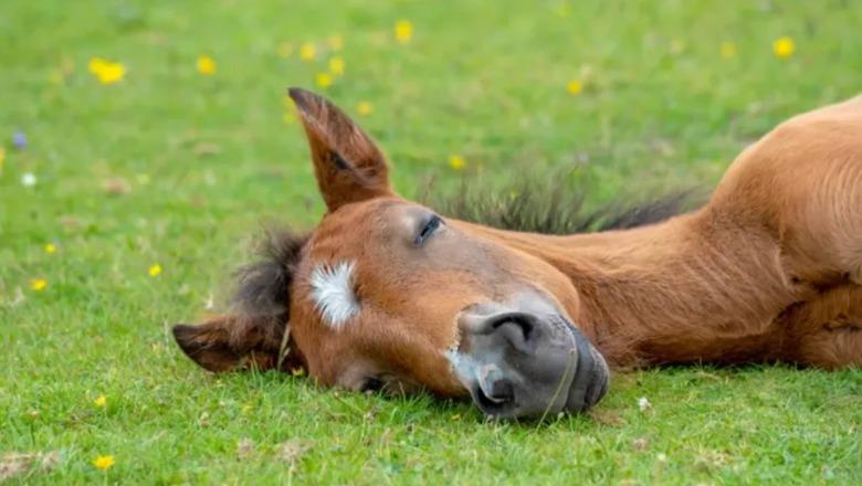 Thoma Gëllçi: Kali i ngordhur i mbretit