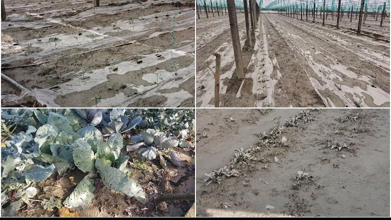 Dimal/ Prodhimet e serave shkuan në lumë, banorët: Miliona lekë humbje! Asnjë institucion nuk ka ardhur për vlerësimin e dëmeve