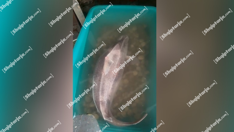 Vlorë  35 kg dhe 1 3 metra i gjatë peshkaqeni  derr  bie në rrjetat e peshkatarëve të Radhimës  VIDEO 