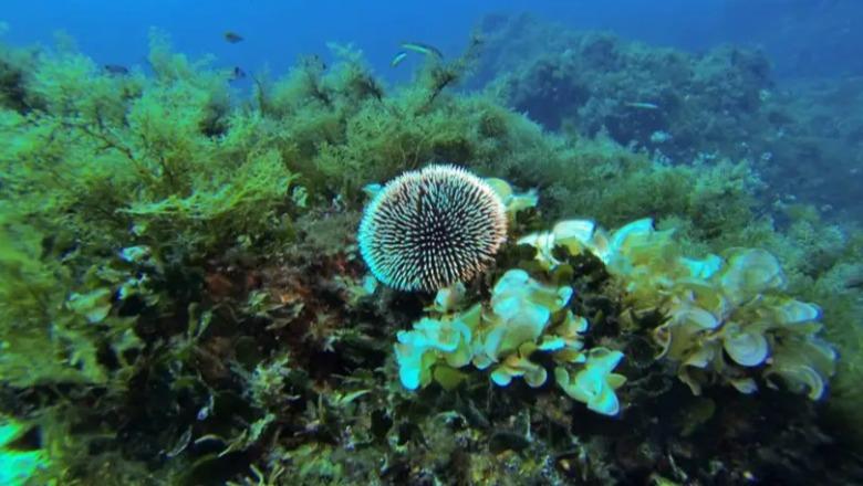 “Çdo ditë që zhytemi gjejmë diçka të re”. Biologët e huaj eksplorojnë Jonin: Botë e pasur nënujore