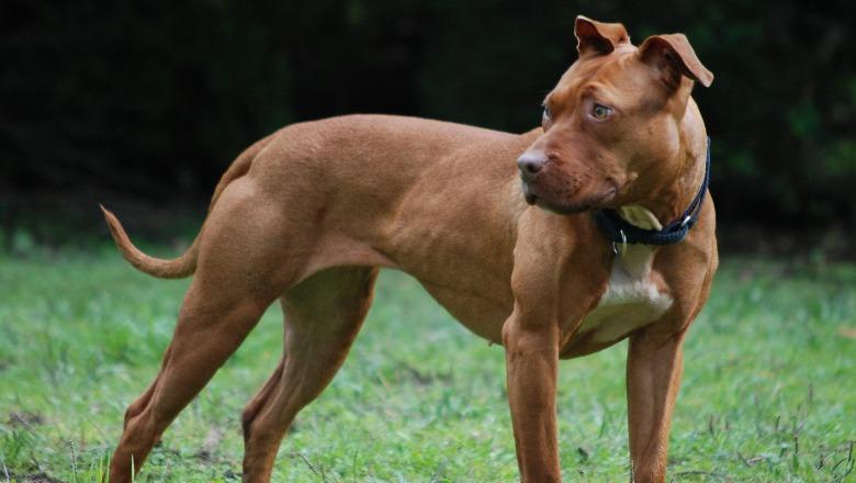 E rëndë në Greqi/ Po luante në oborrin e shtëpisë, qeni sulmon për vdekje 2-vjeçarin shqiptar
