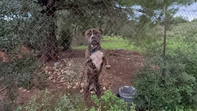 Greqi/ 2-vjeçari humbi jetën pasi u sulmua nga qeni, arrestohen dy prindërit! Babai shqiptar: Djali më pa, më buzëqeshi dhe mbylli sytë