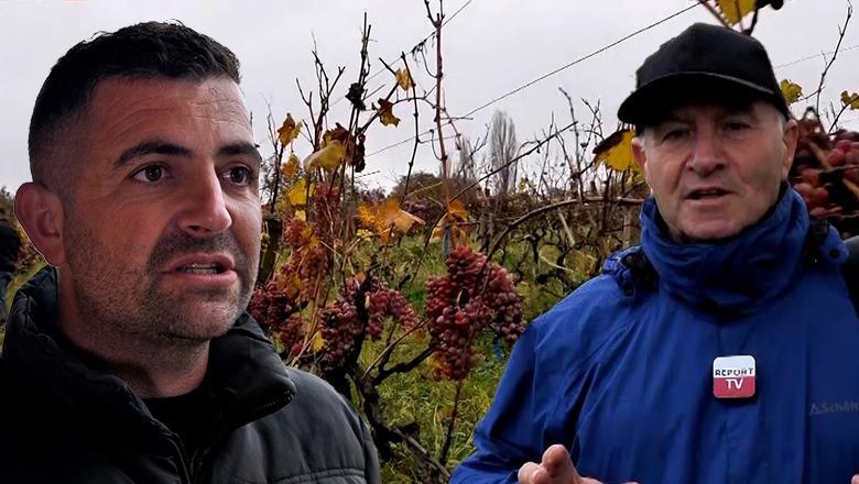 Veri-Jug/ Kurdaria, fshati me vreshta rrushi dhe kulla 200 vjeçare si monument kulture i kategorisë së 1-rë