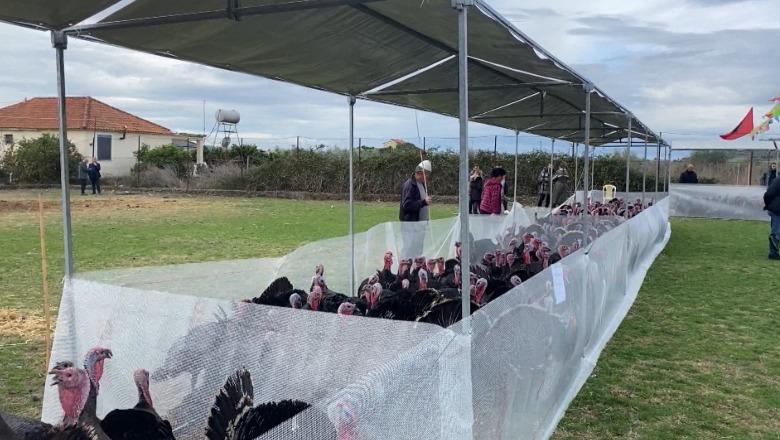 Panairi tradicional i Gjelit të Detit në Peqin, fermerët: S'ka subvencione nga shteti, importet po na dëmtojnë
