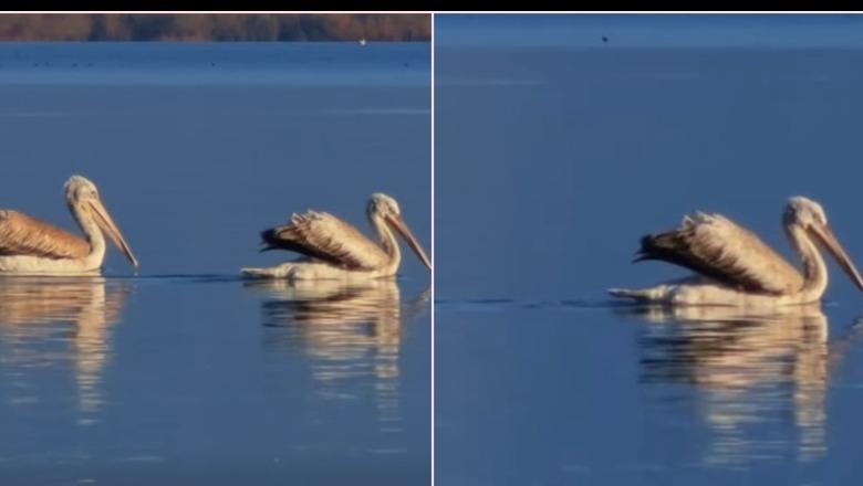 Video-kartolinë nga Liqeni i Shkodrës, Rama: Së shpejti do t’i bashkohet listës së zonave të Biosferës së mbrojtur nga UNESCO
