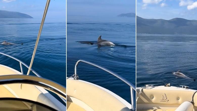 E trishtë, delfini përpiqet të ndihmojë ‘shokun’ e ngordhur në Gjirin e Vlorës