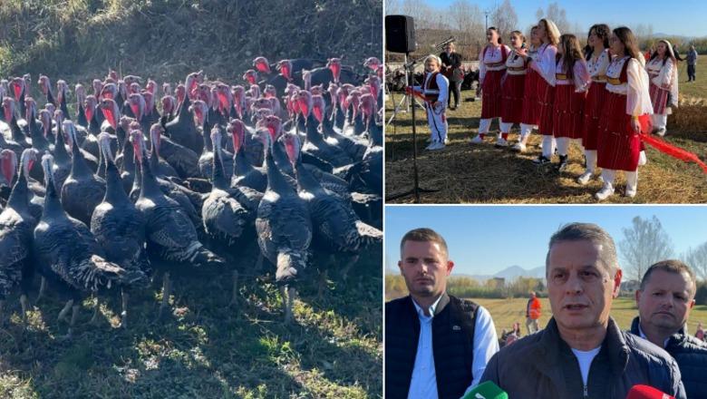 Panairi i gjelit të detit në Lezhë, fermerët bëhen bashkë në Zadrimë, kërkojnë që ky shpend të konsumohet gjatë gjithë vitit