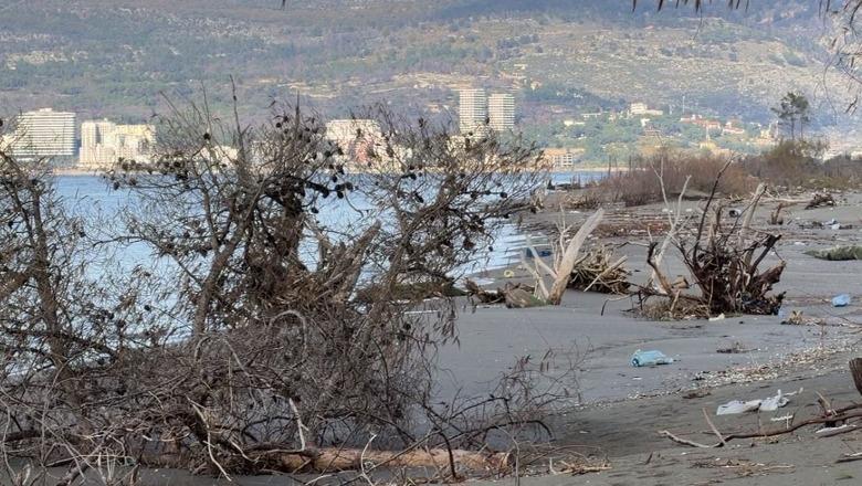 Erozioni detar ‘përpin’ bregdetin e Kunës në Lezhë, stuhitë detare rrëzojnë pishat dhe bashkojnë detin me lagunën