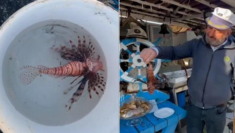 Peshku ‘luan’ bie në rrjetat e peshkatrëve të Vlorës! I rrezikshëm për njerëzit