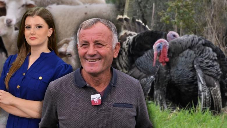 'Një nga ne'/ Dita e Gëzim Xhafës, 63 vjeçari energjik që rrit gjela në Maminas: Çmimi 10 mijë lekë/kg