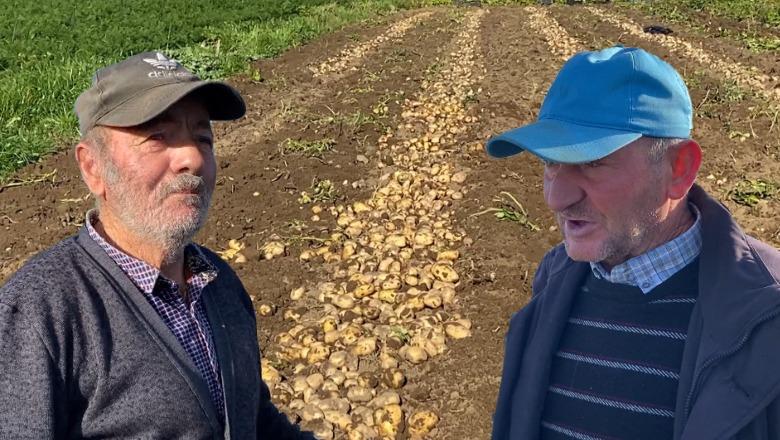 Divjakë/ Tonelatat me patate futen në magazina, fermerët: S'ka treg, çmimi është i ulët! Importet po dëmtojnë prodhimin vendas