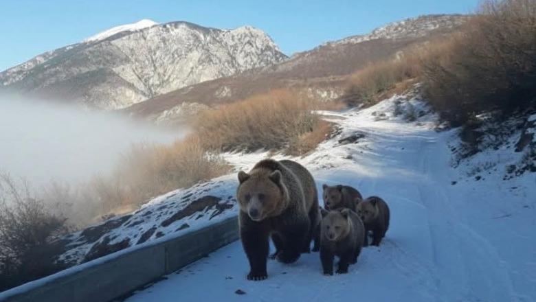 E rrallë/ Arusha me katër këlyshët e saj zbret në fshatin Kolesjan të Kukësit