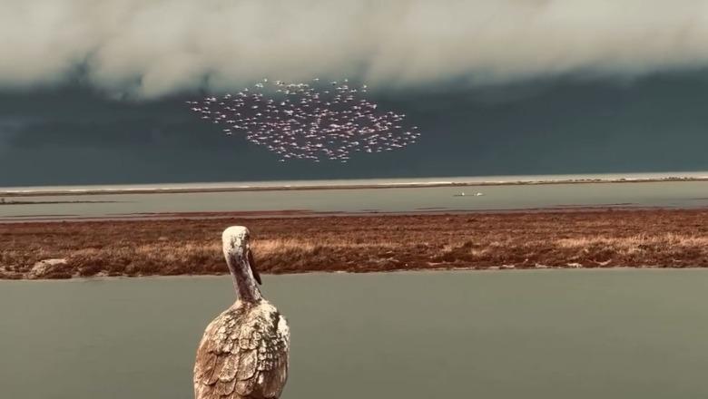 VIDEOLAJM/ Balet në qiell, Flamingot dhurojnë spektakël në Parkun Divjakë–Karavasta 