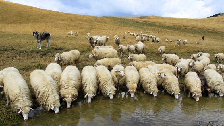 Jo vetëm vera e Agasit, zhduken edhe 31 dele të sekuestruara (Dokumenti)