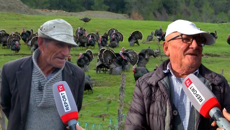 ‘Mbreti’ i tryezës së festave, gjeli i detit shitet 1000-1200 lekë/kg! Fermerët e Baldushkut: Na konkurron importi