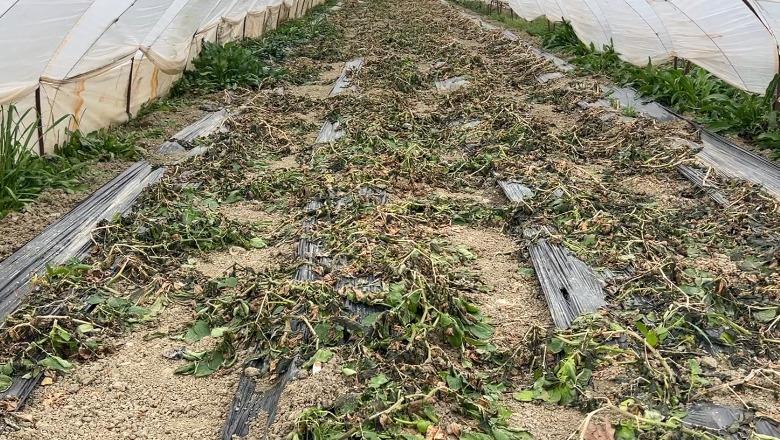 Fier/ Ngricat thajnë perimet në serat e Frakullës, fermerët kërkojnë dëmshpërblim: Po falimentojmë