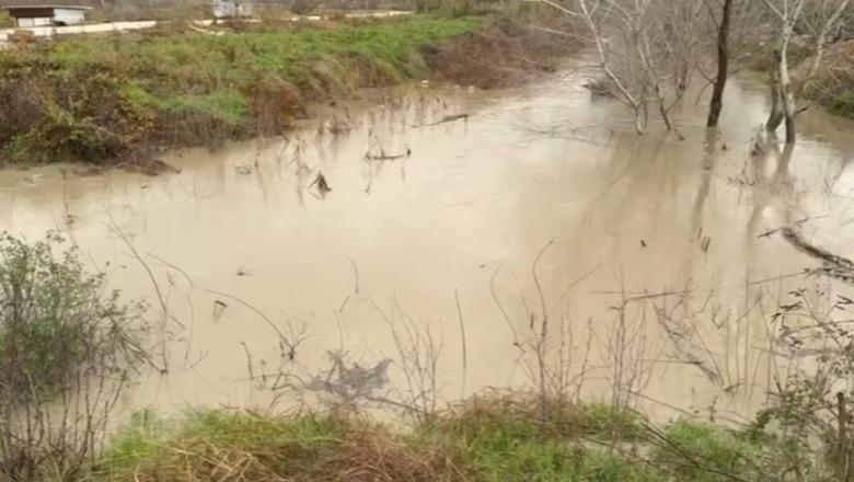 Fushë-Krujë/ Lumi Ishëm del nga shtrati, përmbyten qindra hektarë toka bujqësore, situatë problematike në disa fshatra