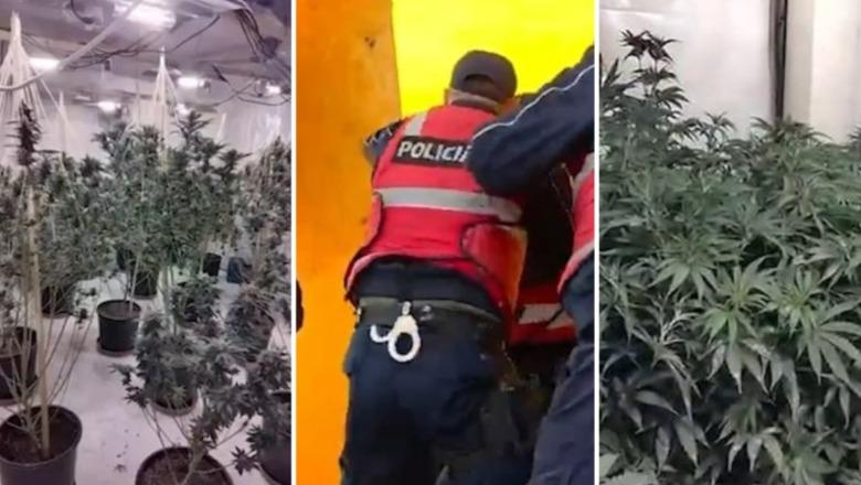 Po shisnin kanabis, policia arreston në flagrancë dy të rinjtë në Kukës (EMRAT)