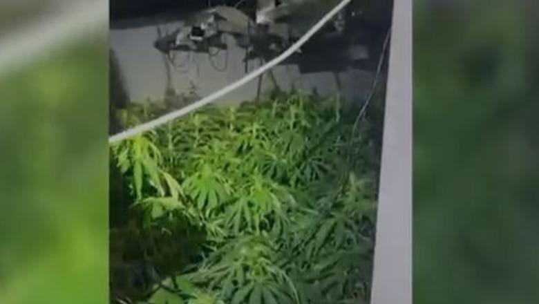 'Shtëpi bari' në Shkodër/ Dy persona në kërkim, nis hetimi për dy punonjës të OSHEE! Sekuestrohen 57 bimë kanabisi, 57 pajisje elektrike e municion luftarak