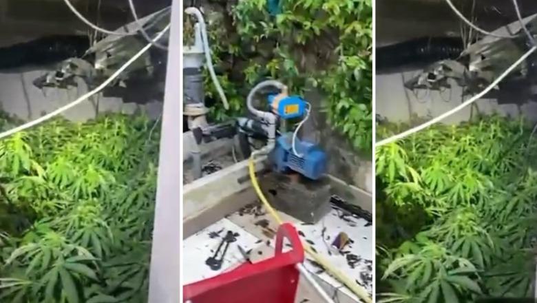 'Shtëpi bari' në Shkodër/ Dy persona në kërkim, nis hetimi për dy punonjës të OSHEE! Sekuestrohen 57 bimë kanabisi, 57 pajisje elektrike e municion luftarak (VIDEO)