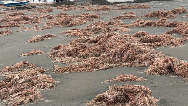 Leshterikët 'pushtojnë' bregdetin në Vlorë, Plazhi i Vjetër merr ngjyrë kafe!