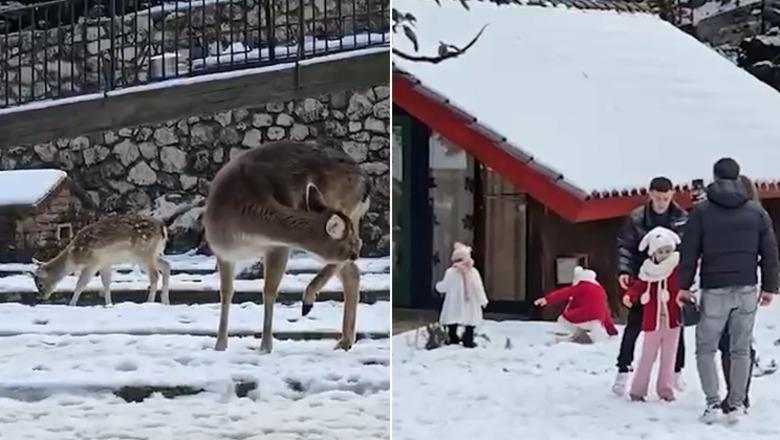 VIDEOLAJM/ Llogaraja e zbardhur nga dëbora, qytetarët shijojnë peizazhin dhe drerët e parkut