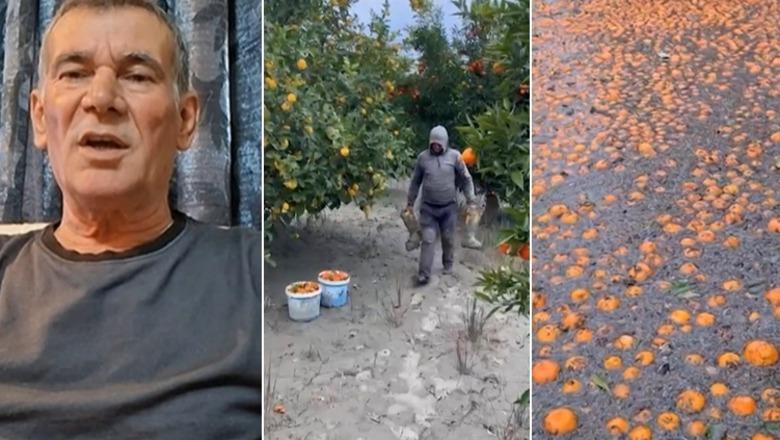 Përmbytjet në Fier e Berat/ Fermerët për Report Tv: 80 mln lekë mandarina dëm! Më janë mbytur 1.5 ha me luleshtrydhe, jemi të vetëm