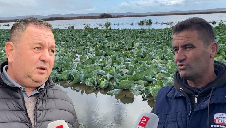 Përmbytja e dytë në pak muaj, uji ‘pushton’ njësinë e Dushkut në Lushnje! Rrezikohen mbi 160 hektarë tokë bujqësore