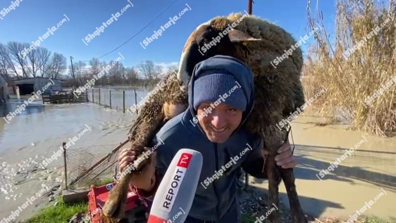 Me qingjin në shpinë, banori i Mbrostarit: 40 m’i mori lumi, të tjerët ngordhën/ Banorët e dëmtuar kërkojnë ndihmë