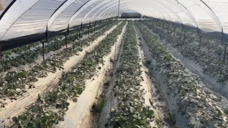 Pasojat për përmbytjeve në Kashisht, fermerët me sytë nga shteti: Dëmet janë shumë të mëdha, pse nuk vijnë të bëjnë verifikimet?