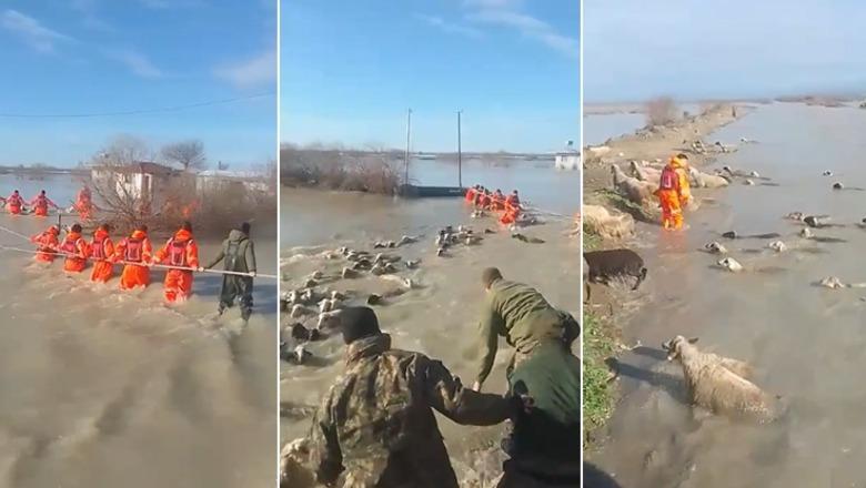 Çarja e argjinaturës së lumit Seman, ushtria shpëton 220 kokë dele që rrezikonin të mbyteshin në Hasturkas të Fierit