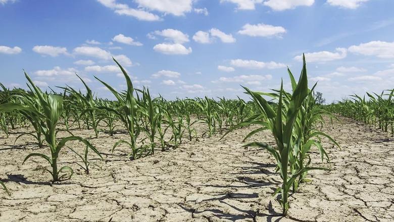 Pa masa, ndryshimet e klimës do të krijojnë 17 mld dollarë humbje në bujqësi