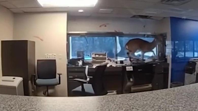 Alarmi i rremë për grabitje në Long Island, dreri i egër shkatërron zyrat e bankës (VIDEO)