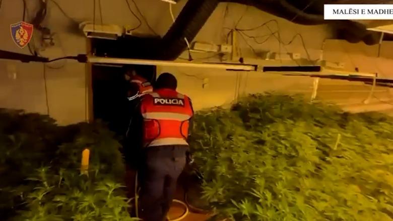 Zbulohet 'shtëpia e barit' në Malësi të Madhe, një në pranga dhe një në kërkim! Sekuestrohen 771 bimë kanabisi, nën arrest edhe 4 punonjës të OSHEE-së