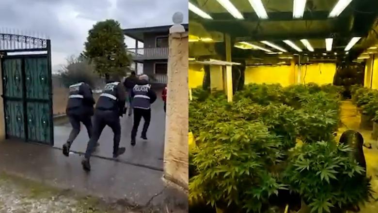 Zbulohet “shtëpia e barit” në Malësi të Madhe, një person në pranga dhe një në kërkim! Sekuestrohen 771 bimë kanabisi, nën arrest edhe 4 punonjës të OSHEE-së