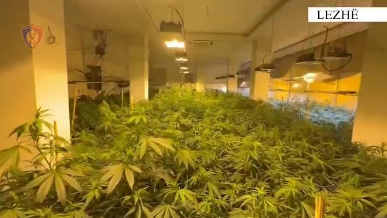 Kanabis në 4 ambiente, pamjet nga operacioni antidrogë në Rrilë! Arrestohen babë e bir dhe një punonjës i OSHEE (VIDEO)