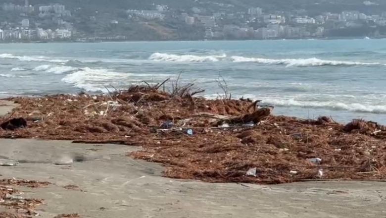 Vlorë/ Leshterikët grumbullohen në breg, ditë pa pastruar 