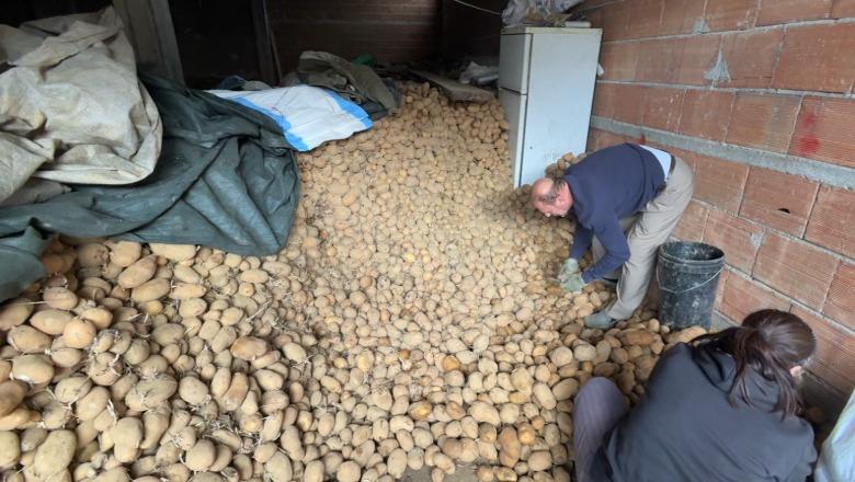 VËZHGIM/ Patatja gjermane falimenton fermerët e Maliqit: Stok i madh në magazina! Asnjë ndihmë nga shteti